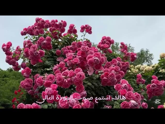 انت الحبيب