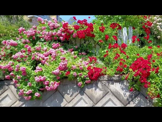 عنك اذا سألوني