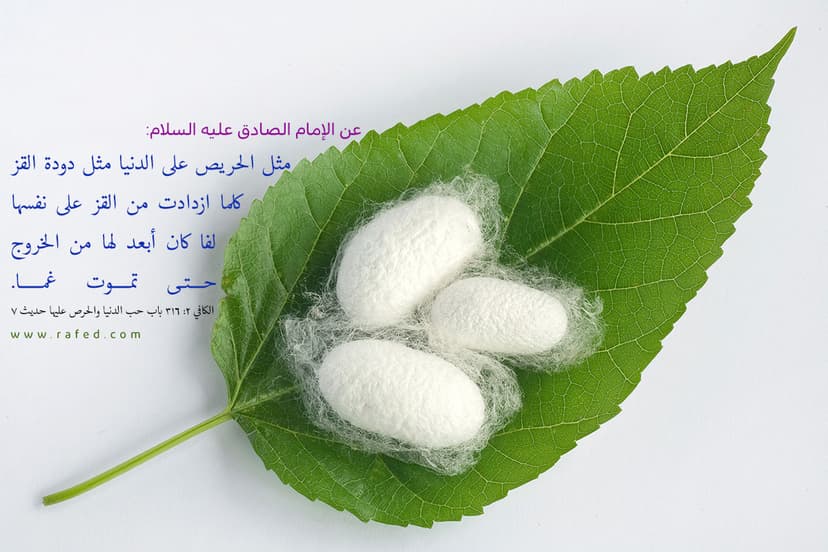مَثَل الْحَریصِ عَلی الدُّنیا مَثَلُ دُودَةِ القَزِّ