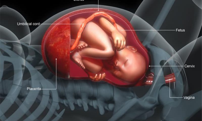 دراسة تقدم تفاصيل جديدة حول سبب عدم انفصال المشيمة أثناء الولادة!